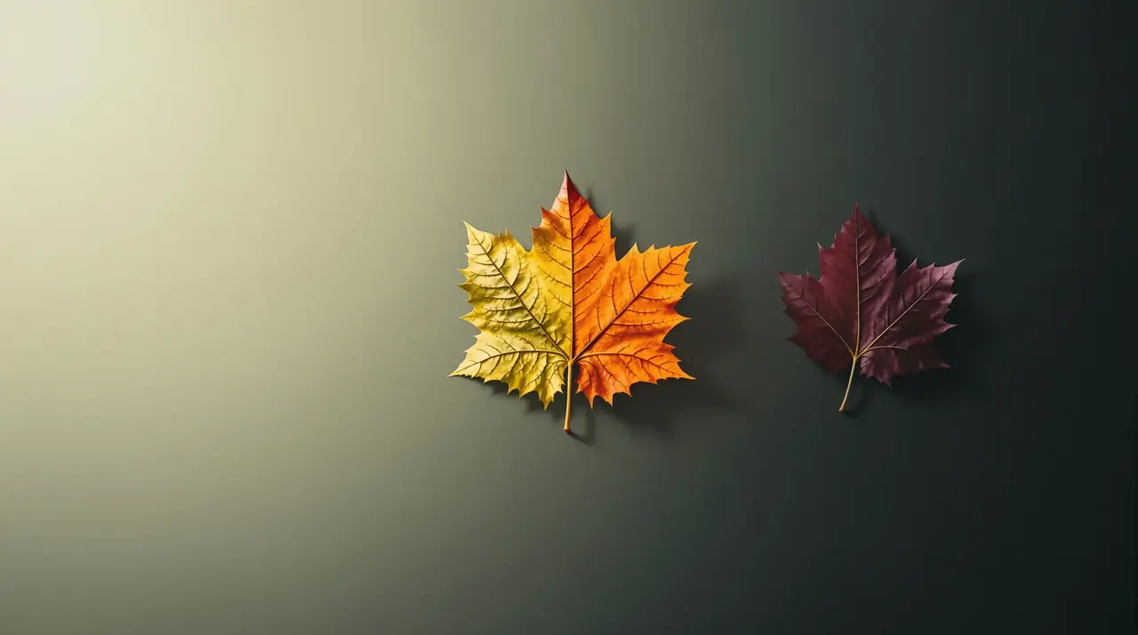 一叶知秋——延时摄影诗